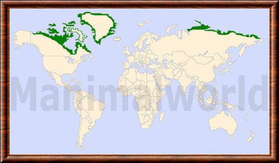 Ursus maritimus distribution