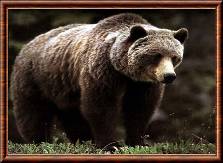 Ursus americanus