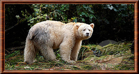 Ursus americanus kermodei