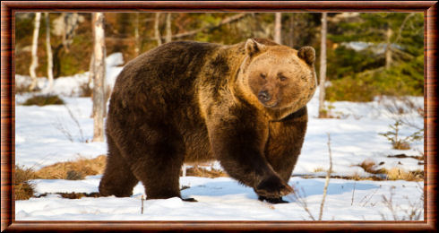 Ours brun : taille, description, biotope, habitat, reproduction