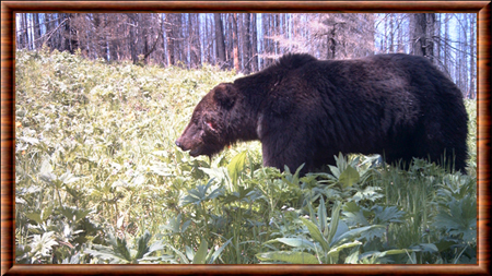 L'ours Brun Mâle Adulte Respire Avec De La Vapeur. Portrait En Gros Plan D' ours Brun Dans La Forêt D'été. Fond Naturel De La Forêt Verte. Habitat  Naturel. Nom Scientifique : Ursus Arctos.