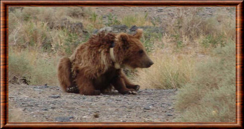 Ursus arctos gobiensis