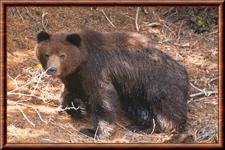 Ours brun : taille, description, biotope, habitat, reproduction