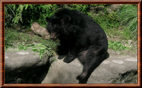 Ursus thibetanus formosanus