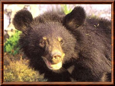 Ursus thibetanus gedruosianus