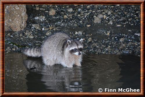 Vancouver Island raccoon