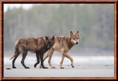 Vancouver Island Wolf