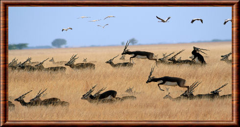 Blackbuck de Velavadar