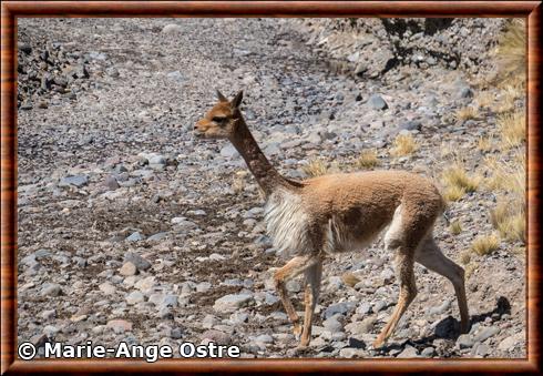 Vicuña (Vicugna vicugna)