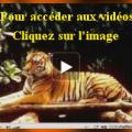 video-tigre.jpg