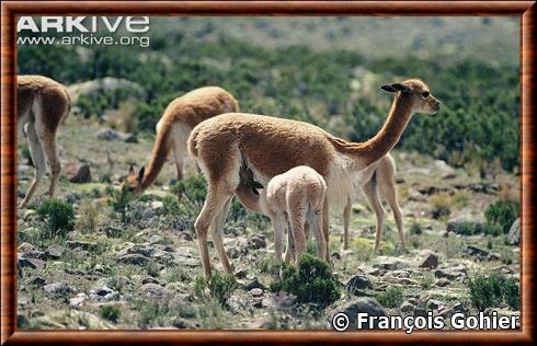 Vigogne femelle et son petit.jpg