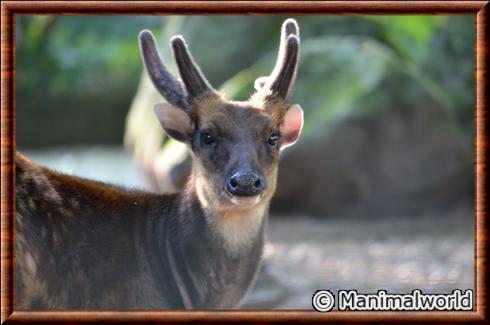 Visayan spotted deer (Rusa alfredi)