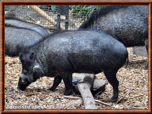 Visayan warty pig (Sus cebrifrons)
