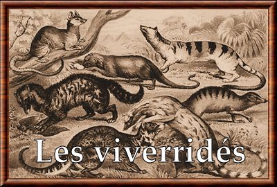 Viverridae