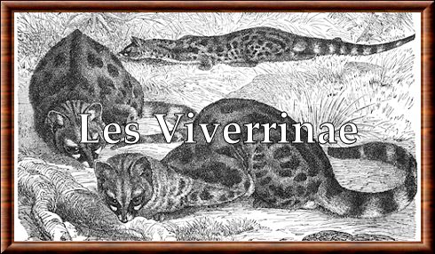 Viverrinae