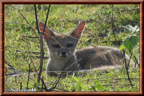 Vulpes bengalensis