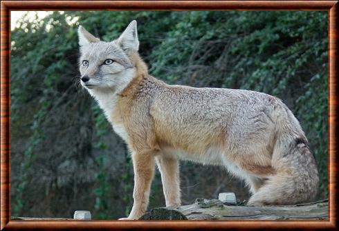 Vulpes corsac