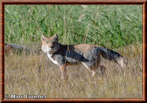 Vulpes ferrilata