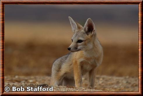 Renard nain de San Joaquin (Vulpes macrotis mutica)