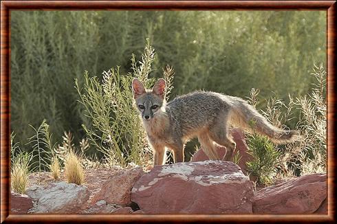 Vulpes macrotis