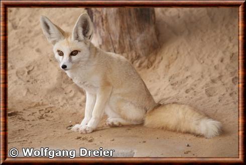 Renard de Rüppell d'Arabie (Vulpes rueppellii sabaea)