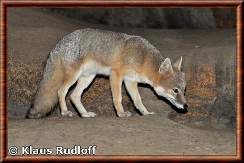 Vulpes velox velox