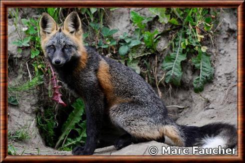 Renard roux de Colombie-Britannique (Vulpes vulpes abietorum)