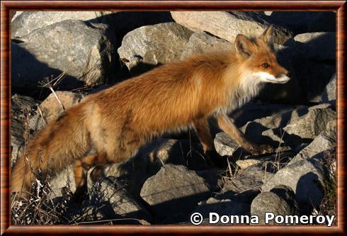 Renard roux du Canada du Nord (Vulpes vulpes alascensis)