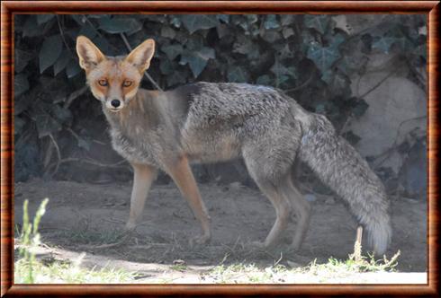 Renard transcaucasien oriental (Vulpes vulpes alpherakyi)