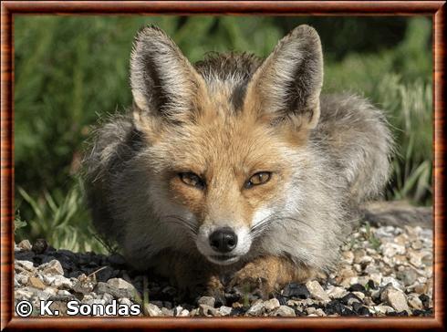 Renard roux d'Anatolie (Vulpes vulpes anatolica)