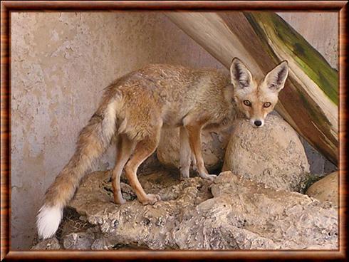 Renard roux d'Arabie (Vulpes vulpes arabica)