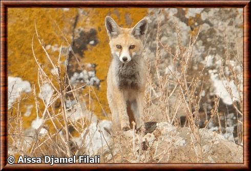 Renard roux de l'Atlas (Vulpes vulpes atlantica)