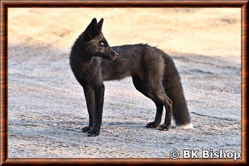 Renard roux du Labrador (Vulpes vulpes bangsi)