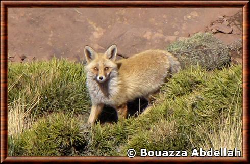 Renard roux du Maghreb (Vulpes vulpes barbara)