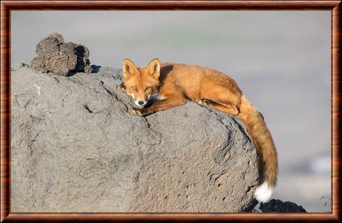 Renard roux du detroit de Bering (Vulpes vulpes beringiana)