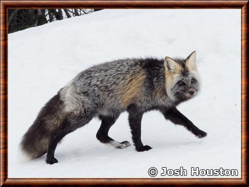 Renard roux des chaînes de Cascade (Vulpes vulpes cascadensis)