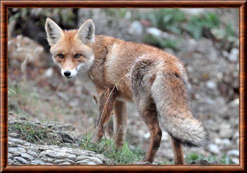 Renard roux du Caucase (Vulpes vulpes caucasica)