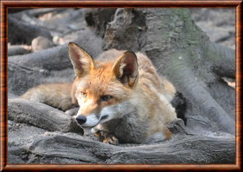 Renard roux d'Europe (Vulpes vulpes crucigera)