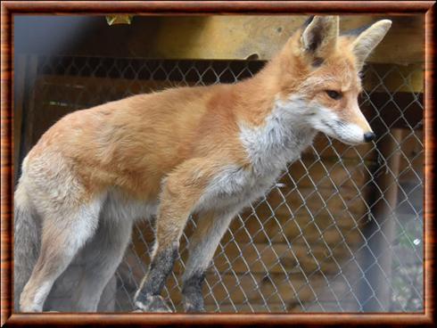 Renard roux de Siberie (Vulpes vulpes daurica)