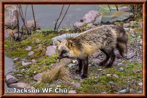 Renard roux de Terre Neuve (Vulpes vulpes deletrix)