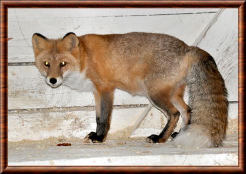 Renard roux de Chine (Vulpes vulpes dolichocrania)