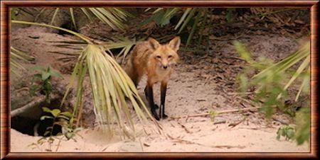 Vulpes vulpes dorsalis