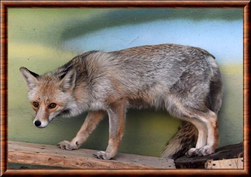 Renard roux du Turkmenistan (Vulpes vulpes flavescens)