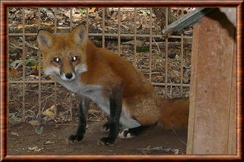 Renard roux d'Amerique du Nord (Vulpes vulpes fulvus)