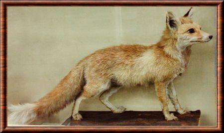 Renard roux d'Afghanistan (Vulpes vulpes griffithi)