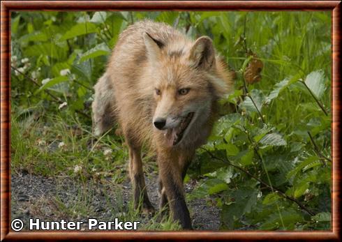 Renard roux de l'ile de Kodiak (Vulpes vulpes harrimani)