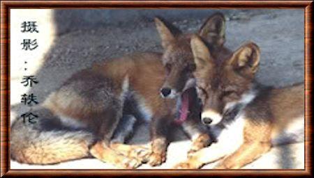 Renard roux de Chine meridionale (Vulpes vulpes hoole)