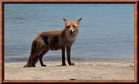 Renard roux de Sardaigne (Vulpes vulpes ichnusae)