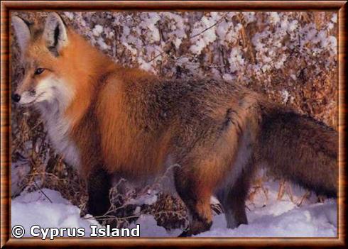 Renard roux de Chypre (Vulpes vulpes indutus)