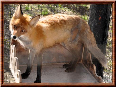 Renard roux de la plaine de Iakoutsk (Vulpes vulpes jakutensis)